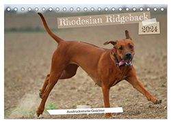 Rhodesian Ridgeback - Ausdrucksstarke Gesichter (Tischkalender 2024 DIN A5 quer), CALVENDO Monatskalender: Körpersprache Hund: Die Mimik läßt Bände sprechen