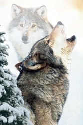 Alterhuman - Howling Grey Wolf in the Winter Scenery: Notebook Designed for Wolf Lovers | Ruled Journal for Writing and Drawing | Lined Daily Notes | Winter Theme Cover
