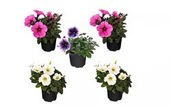 DECOALIVE Petunia Pack de 5 Unidades de Petunias Plantas Naturales