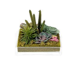 DRW Bloemencentrum met vast water met vetplanten van glas en kunststof in groen, 19 x 19 cm