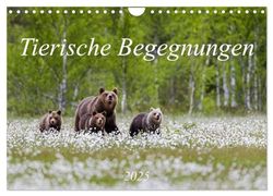 Tierische Begegnungen (Wandkalender 2025 DIN A4 quer), CALVENDO Monatskalender: Tierbilder aus Europas Natur