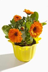 Planta Natural de Caléndula en Maceta – Flores Resistentes y Perfume Delicado para Exteriores