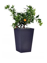 Keter - Vaso médio de vime, base quadrada; 100% material reciclado; 38 x 38 x 57 cm; capacidade 55 l; cor cinzento grafite