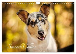 Smooth Collies (Wandkalender 2026 DIN A4 quer), CALVENDO Monatskalender: Portraits einer faszinierenden Rasse - für Liebhaber und solche, die es werden wollen