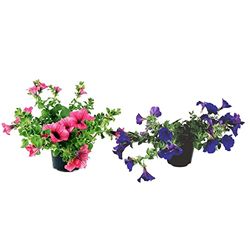 Petunias para Decorar Balcón y Terraza Set de 2 Plantas Naturales