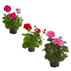 DECOALIVE Plantas de Geranio Pack de 3 Unidades