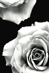 White & Black Rose Journal