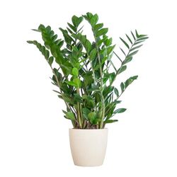 BloomPost Zamioculcas Zamiifolia - 70-80 cm + Vezelpot wit - Kamerplant - Onderhoudsarme kamerplant - Makkelijk te kweken kantoorplanten voor thuis - Inclusief pot