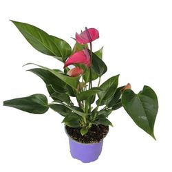 Planta Natural de Anthurium Rosa Un Regalo Vivo de la Naturaleza