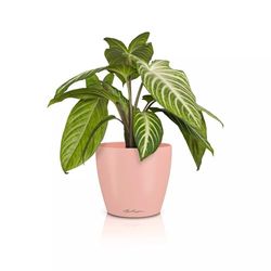LECHUZA Tafelpot Classico Color 14 Deco magnolia, mat oppervlak, Ø 15 x 13,5 cm, 16680
