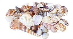 Playlearn Large Sea Shells for Natural Decoration, Vase fillers, Crafting & Crafts In Wicker Gift Basket For Starfish Decoration (900 grams)