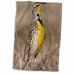 3dRose Western Meadowlark Bird, Oklahoma-Us37 Ldi0029-Larry Ditto Towel, White, 15 x 22-Inch