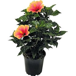 Árbol Natural de Flor de Jamaica - Hibiscus - Rosa Sinensis