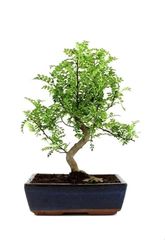Bonsái de Zanthoxylum Piperitum Natural o Falso Pimentero Japonés