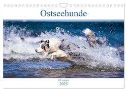 Ostseehunde (Wandkalender 2025 DIN A4 quer), CALVENDO Monatskalender: Hunde an der wunderschönen Ostseeküste