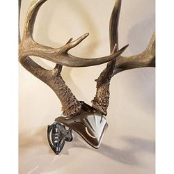 Skull Hooker Bone Support de trophée européen avec capuchon de crâne inclus - Kit parfait pour accrocher et monter des trophées en forme de crânes d’animaux, pour exposition, noir graphite, taille