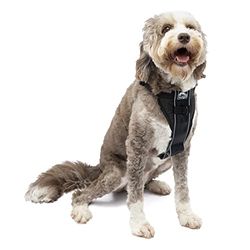 Kurgo Tru-Fit, Arnês de passeio para cães, à prova de choques, inclui correia para cinto de segurança, preto, L
