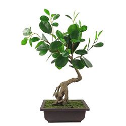 Leaf Árbol Artificial, Materiales Mixtos, bonsái ficus Redondo, 50 cm