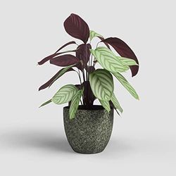 Artevasi Héstia Vaso, Vaso da fiori, Vaso decorativo, Struttura complessa, Ceramica fatta a mano, Verde oliva, 17cm