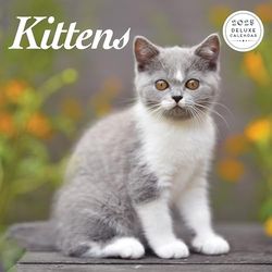 Kitten 2025 Deluxe Calendar