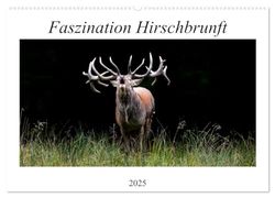 Faszination Hirschbrunft (Wandkalender 2025 DIN A2 quer), CALVENDO Monatskalender: Bezaubernde Einblicke während der Rotwildbrunft
