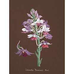 Wee Blue Coo Schilderen Boek Pagina Orchidee Collectie Calanthe Dominii Art Print Poster Muur Decor 12X16 Inch