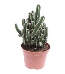 DECOALIVE Cereus Peruvianus Florida Cactus Natural del Ordenador