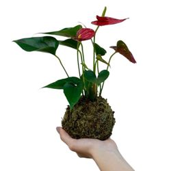 DECOALIVE Kokedama Anthurium Flores Roja Planta de Interior Natural