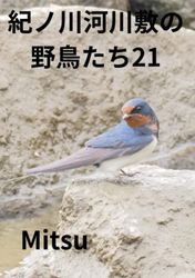 紀ノ川河川敷の野鳥たち21