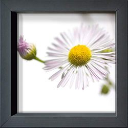 International Graphics ingelijste briefkaart - DÜRNBERGER, Sonja - 'Erigeron annuus' - 16 x 16 cm - antracietkleurige lijst