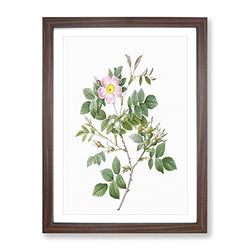 Malmedy Rose In Pink By Pierre Joseph Redoute Vintage Framed Wall Art Print, Ready to Hang Picture for Living Room Bedroom Home Office Décor, Walnut A4 (34 x 25 cm)