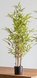 PLANTA BAMBU 100 CMS. 98 cms