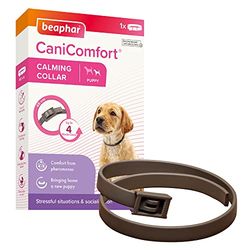 Beaphar Collier apaisant CaniComfort pour chiots (jusqu'à 45 cm) - Fournit un soutien continu aux chiens anxieux et nerveux - Commence à travailler en 15 minutes - Aide à soulager la peur des feux d'artifice