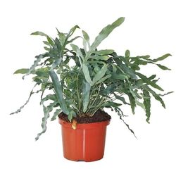 Phlebodium Blue Star Natural Planta Resistente de Exterior con Hojas Colgantes