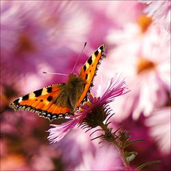 PRO-Art-Immagini Gamma gla1342d Orange Butterfly Vetro Art, Multicolore, 20 x 20 x 1,3 cm
