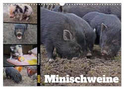 Faszination Minischweine (Wandkalender 2025 DIN A3 quer), CALVENDO Monatskalender: Minischweine in privater Haltung