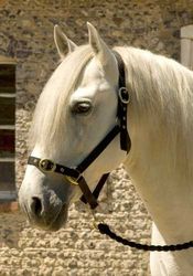 Snowhill Caballos de Nailon Verde Completo