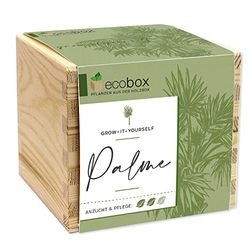 Feel Green - WE Create Nature ecobox, Palmier, Plantes dans la boîte en Bois 11 x 11 x 10 cm, fabriqué en Autriche, idée Cadeau Durable, kit de Culture