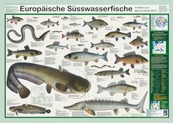 Planet Poster Editions Poissons d'eau douce européens (boîte d'affiches planètes)