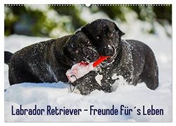 Labrador Retriever - Freunde für´s Leben (Wandkalender 2026 DIN A2 quer), CALVENDO Monatskalender: Labrador Retriever - die seit Jahren wohl beliebteste Hunderasse, auf 13 zauberhaften Fotos