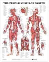 Anatomical Chart Company: Anatomical Muscular System voor dames