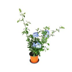 Plumbago Natural Planta Arbustiva de Exterior con Pequeñas Flores Primaverales