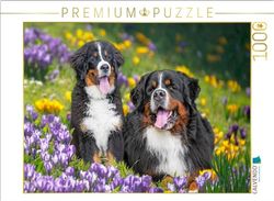 CALVENDO Puzzel Berner Sennenhonden - Eindelijk Lente | 1000 stukjes legformaat 64 x 48 cm fotopuzzel voor gelukkige uren
