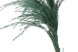HOJA PALMERA PRESERVADA NATURAL 10x3x40 CM