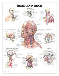 Head and Neck