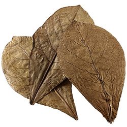 Hobby 51100 Nano Catappa Leaves, 12 sztuk