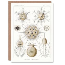 Artery8 Ernst Haeckel Art Card Phaeodaria Amoeba Vintage Illustration