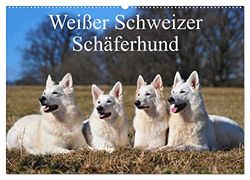 Weißer Schweizer Schäferhund (Wandkalender 2026 DIN A2 quer), CALVENDO Monatskalender: Auf 13 wunderschönen Fotos mit einer faszinierenden Hunderasse durch die Jahreszeiten