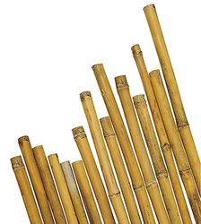 Canne Bamboo 22/24 h 150