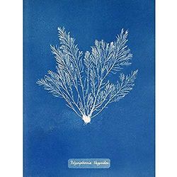 Artery8 Atkins British Algae Photo Thuja Like Polysiphonia Unframed Wall Art Print Poster Home Decor Premium